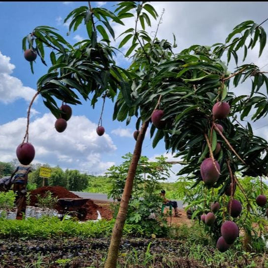 Grafted Mango Seedlings