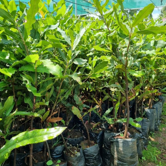 Macadamia Seedlings