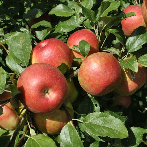 Anna Apple Seedlings