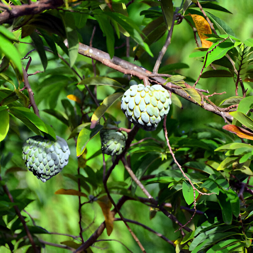 Custard Apple Seedling