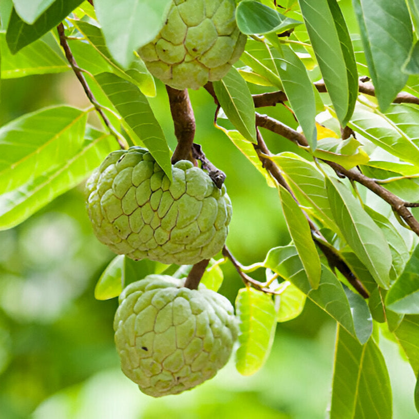 Custard Apple Seedling