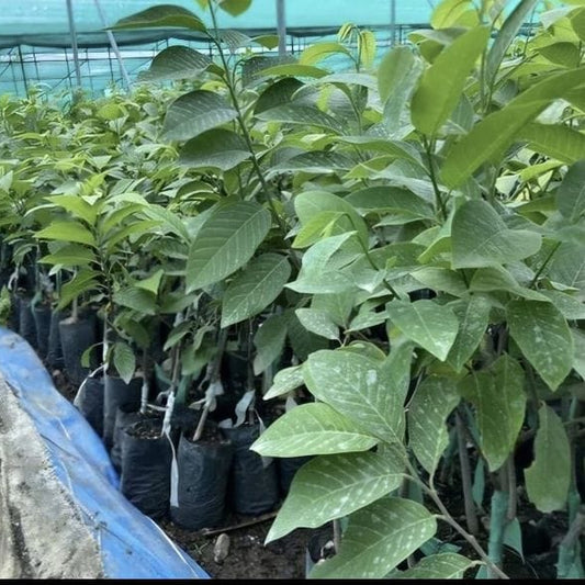 Custard Apple Seedling