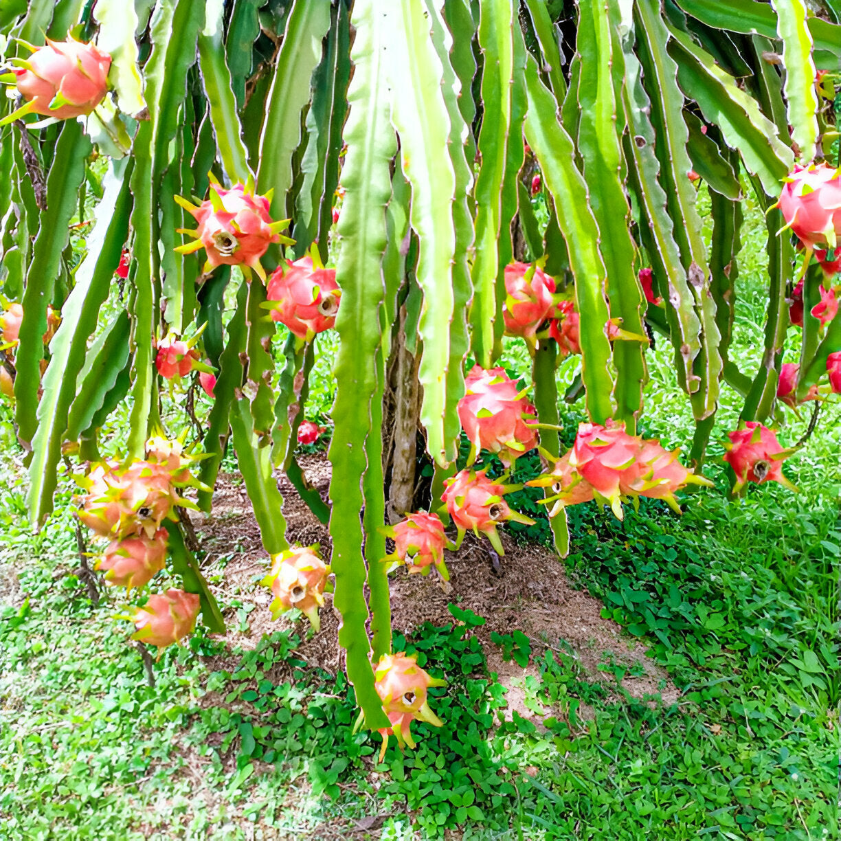 Dragon Fruit Seedlings