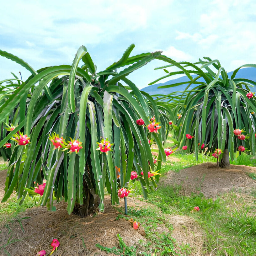 Dragon Fruit Seedlings