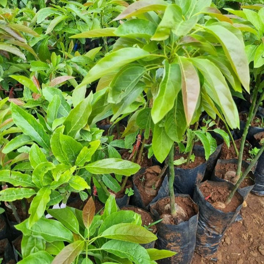 Grafted Hass Avocado Seedlings