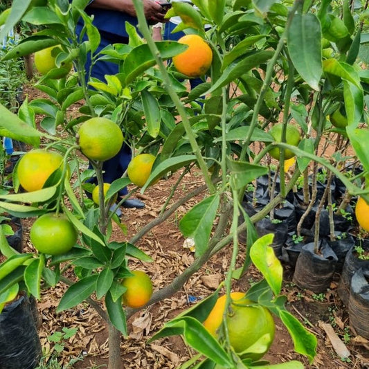 Pixie Orange Seedlings