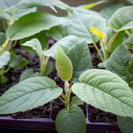 Kiwi Fruit Seedlings