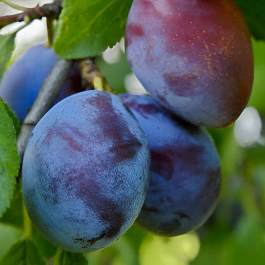 Plum Fruit Seedlings