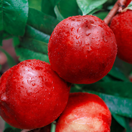 Nectarine Fruit Seedling