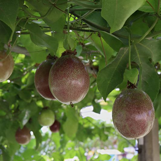 Grafted Purple Passion Fruit Seedlings