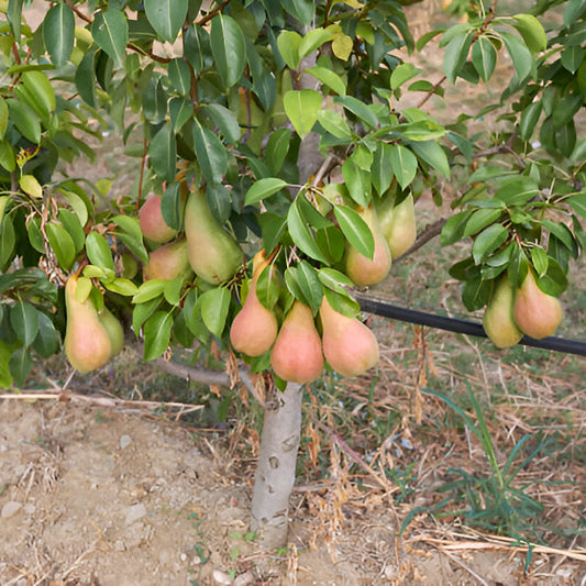 Grafted Pears Seedlings