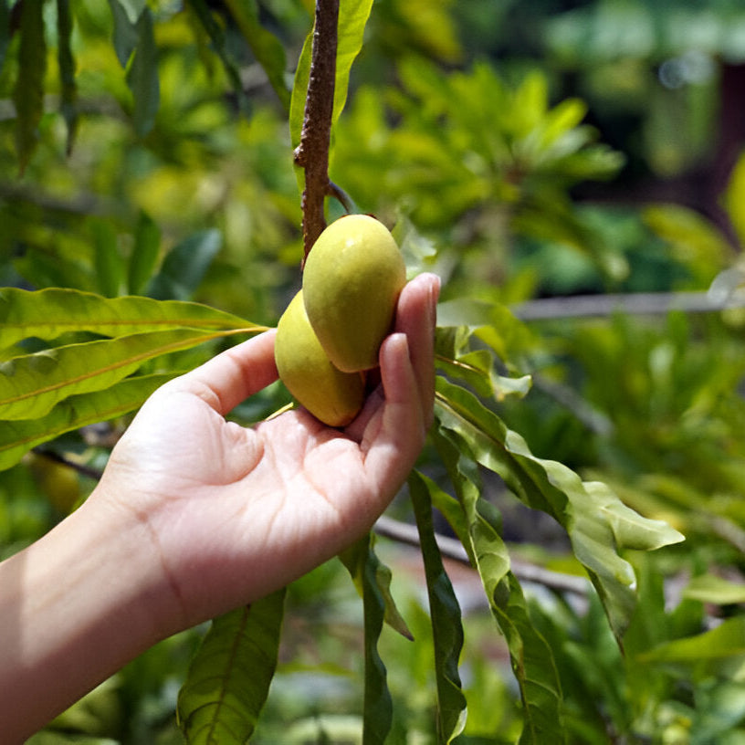 Canistel (Egg Fruit) Seedlings – Grow This Rare & Nutritious Superfruit!